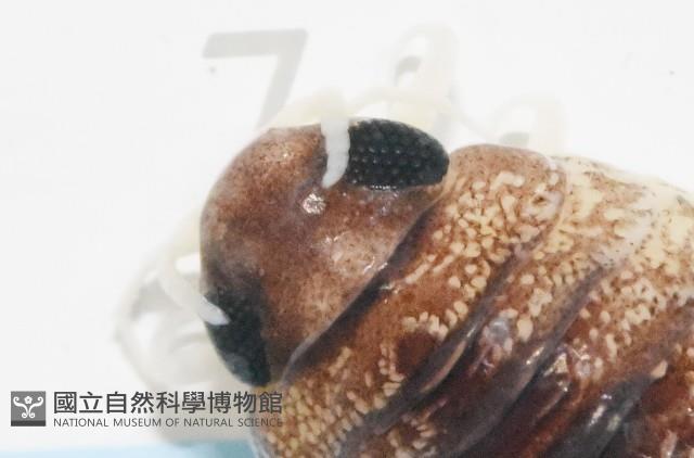 未知種狹長水虱藏品圖，第9張