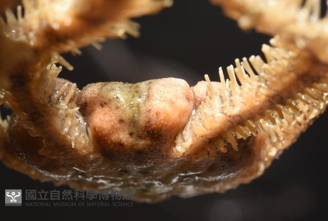 長大刺蛇尾藏品圖，第9張