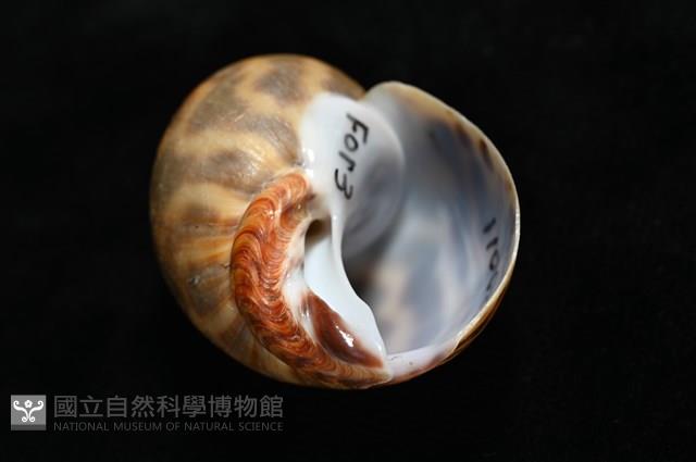 臺灣鳳螺藏品圖，第9張