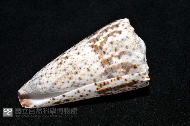 帝王芋螺藏品圖，第9張
