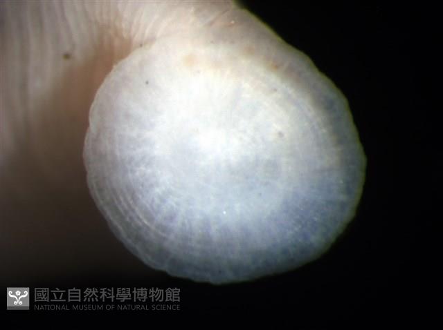 未知種舌蛭藏品圖，第9張
