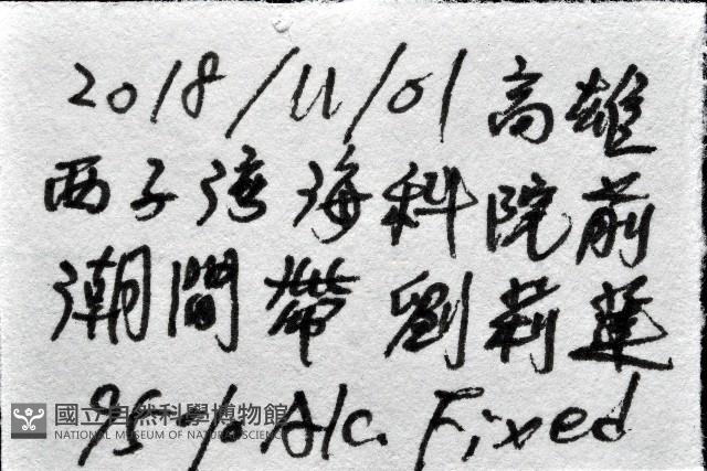 文蛤藏品圖，第9張