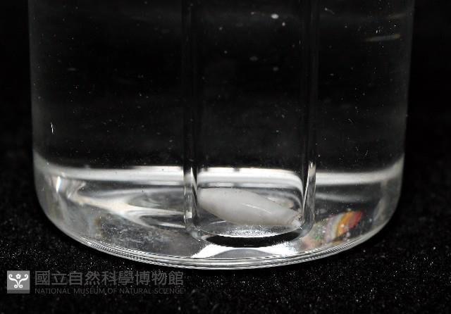 筒蝶螺藏品圖，第9張
