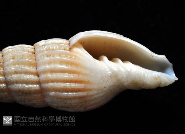 明輝蛹筆螺藏品圖，第9張