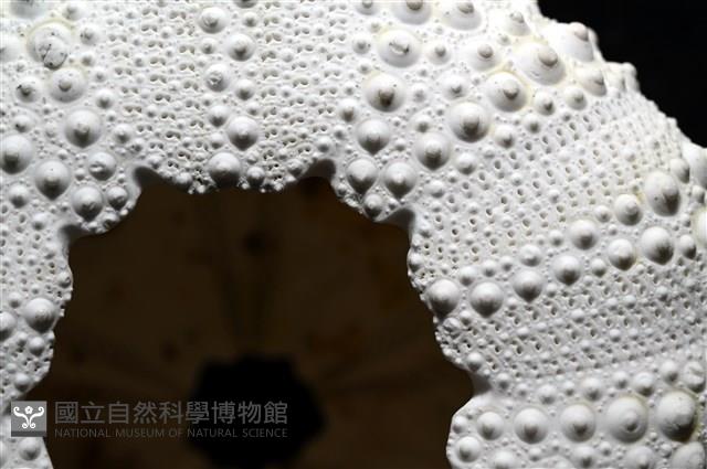 口鰓海膽藏品圖，第9張