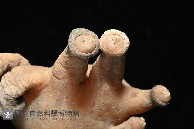 寄居蟹鞘群海葵藏品圖，第9張