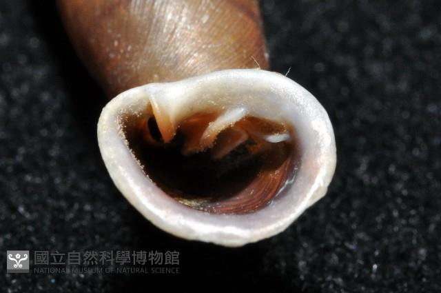 暗昏大傘口煙管蝸牛藏品圖，第9張