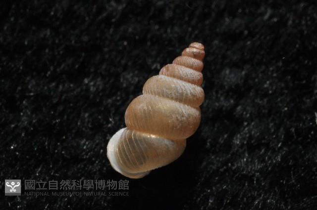 石山芝麻蝸藏品圖，第9張