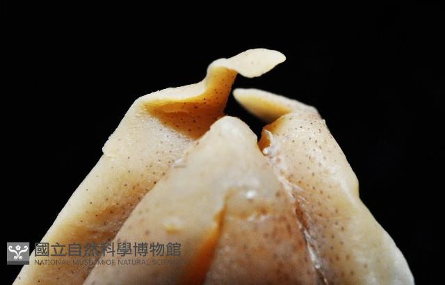 叉尾烏賊藏品圖，第9張