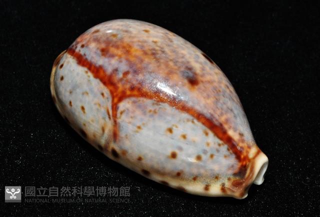 山貓寶螺藏品圖，第9張
