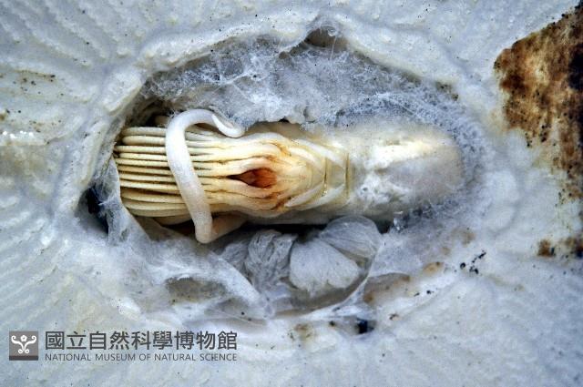 龜藤壺藏品圖，第9張