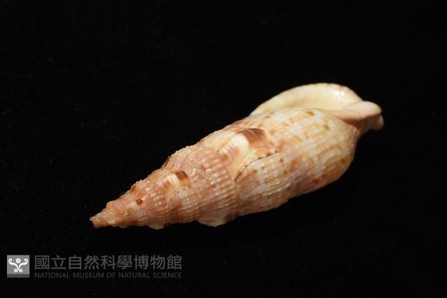 小平頭布紋螺藏品圖，第9張