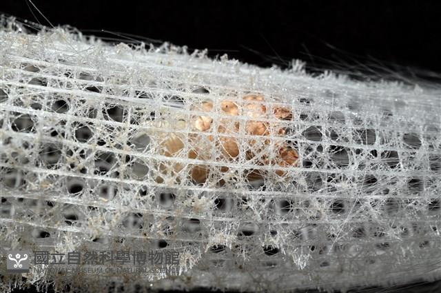 未知種偕老同穴海綿藏品圖，第9張