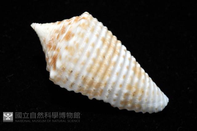 土生芋螺(新種)藏品圖，第9張