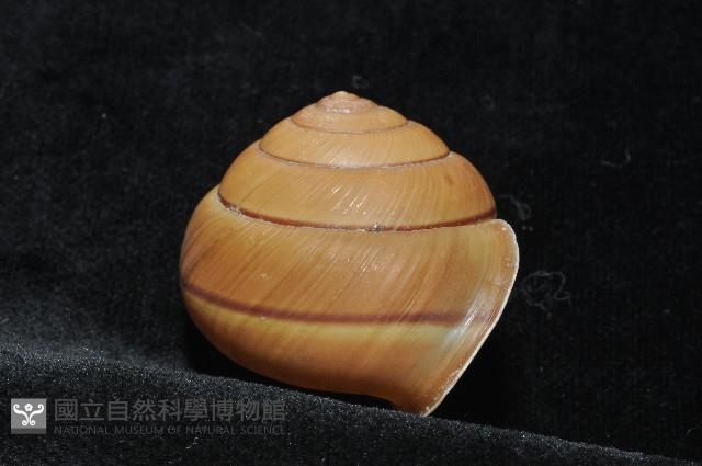金崙栗蝸藏品圖，第9張