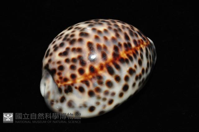 黑星寶螺藏品圖，第9張