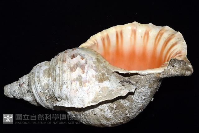 大法螺藏品圖，第9張