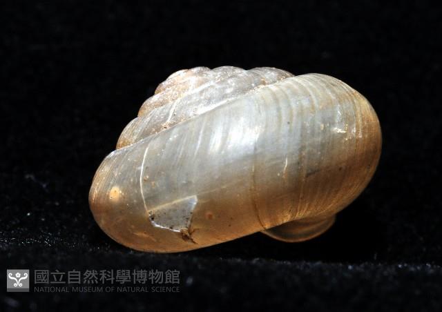 阿禮高腰蝸牛藏品圖，第9張