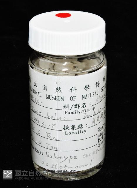新種岩螺藏品圖，第9張
