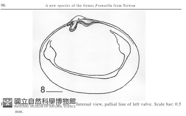 臺灣花瓣蛤藏品圖，第9張