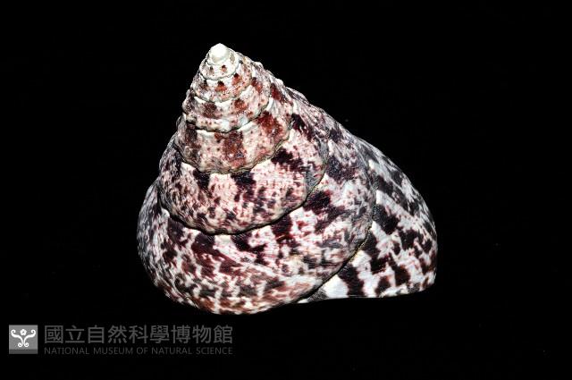 紅斑鐘螺藏品圖，第9張