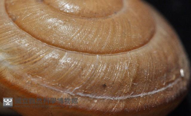 鱗高腰蝸牛(鱗菱蝸牛)藏品圖，第9張