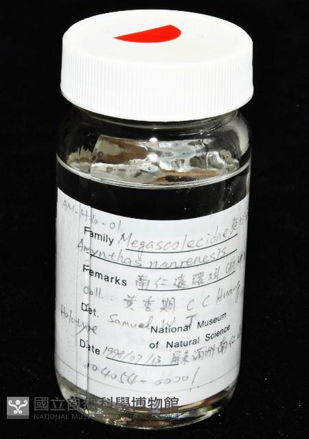南仁遠環蚓(新種)藏品圖，第9張