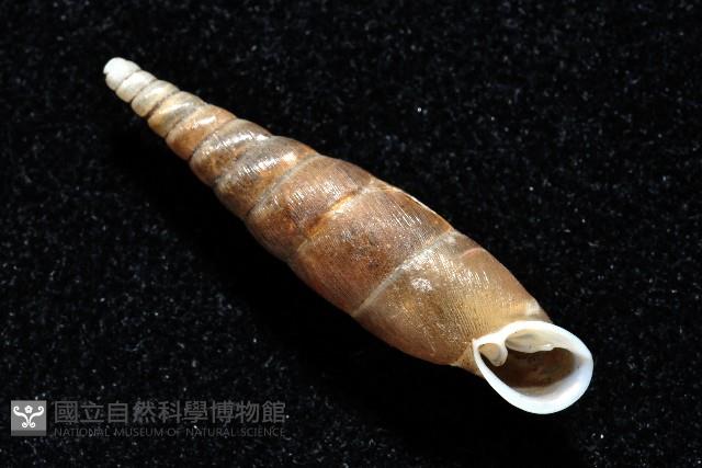利稻煙管蝸牛藏品圖，第9張