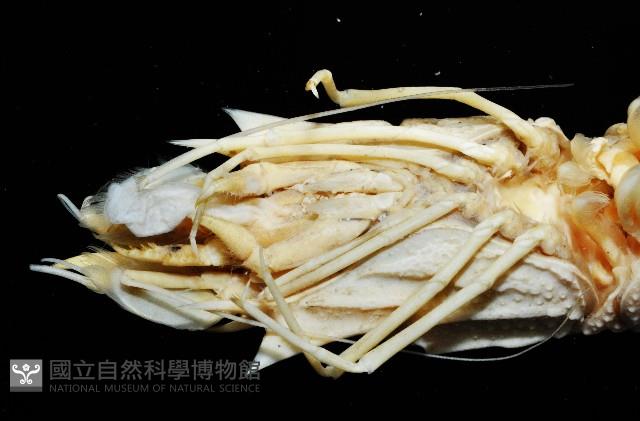 臺灣鐮蝦藏品圖，第9張