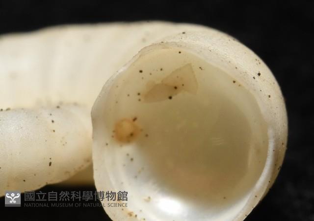卷殼烏賊(旋殼烏賊)藏品圖，第9張