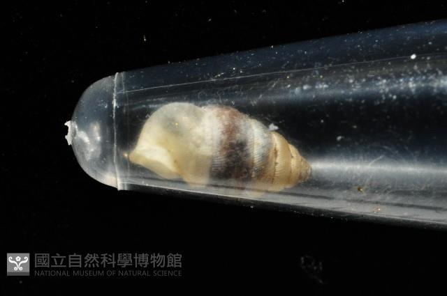 似高山芝麻蝸牛藏品圖，第9張