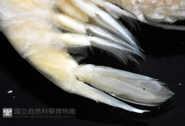 學羽紅蝦藏品圖，第9張