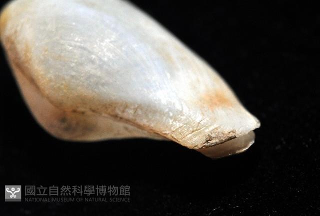 臺灣波浪蛤(新種)藏品圖，第9張