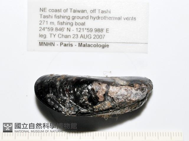 臺灣深海殼菜蛤藏品圖，第9張