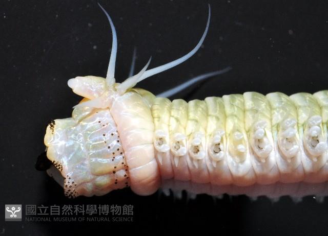 雙齒圍沙蠶藏品圖，第9張