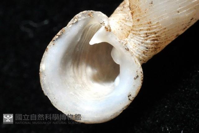 高木大傘口煙管蝸牛藏品圖，第9張