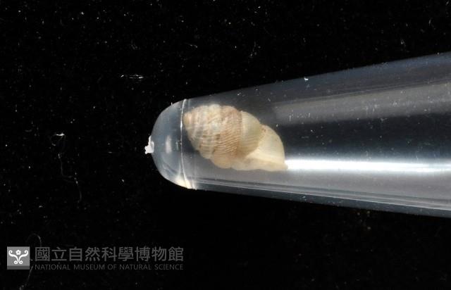 董王芝麻蝸牛藏品圖，第9張