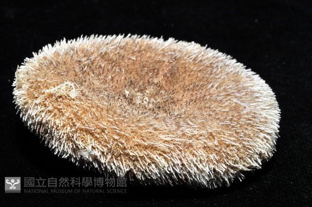 網楯海膽藏品圖，第9張