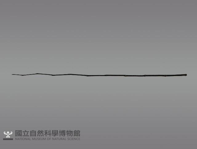 五年祭刺球架模型藏品圖，第9張