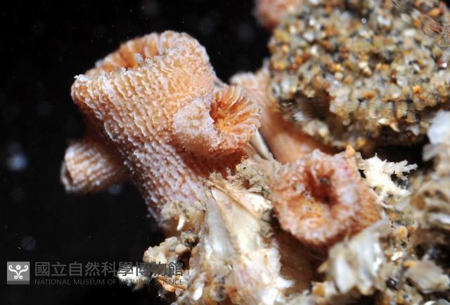 未知種樹珊瑚藏品圖，第9張