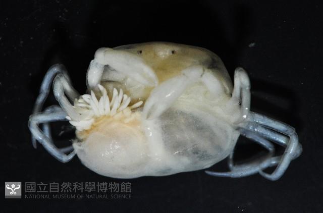 中華淺鰓虱藏品圖，第9張
