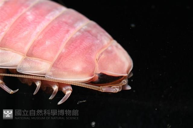 道氏深水虱藏品圖，第9張