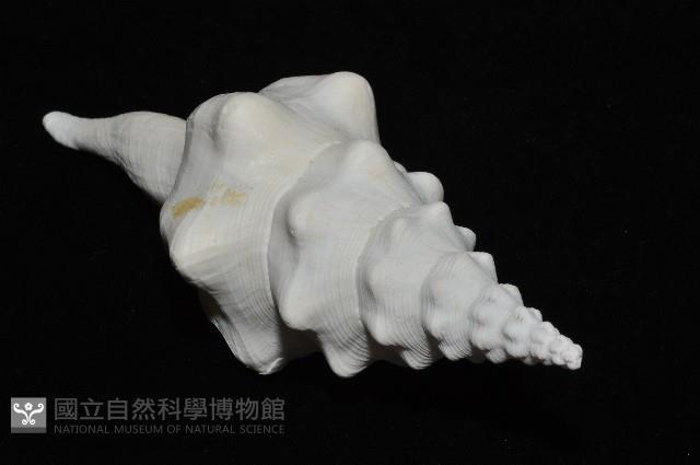 波緣長旋螺藏品圖，第9張