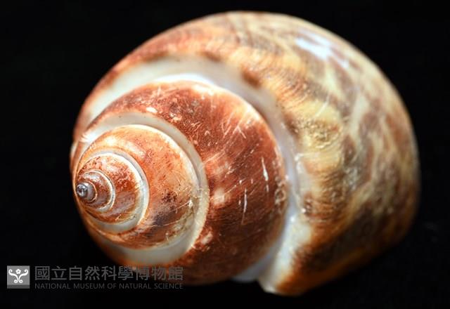 深溝鳳螺藏品圖，第9張