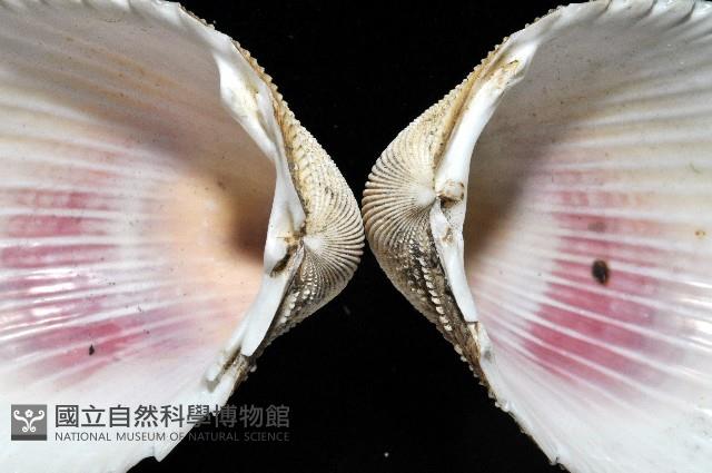 南洋鳥尾蛤藏品圖，第9張