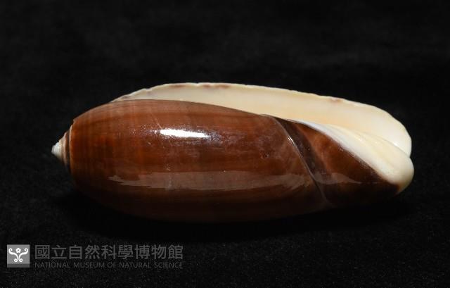 登錄號:007819-00131藏品圖，第9張