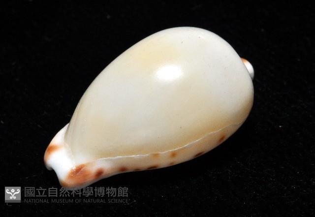 小無齒寶螺藏品圖，第9張