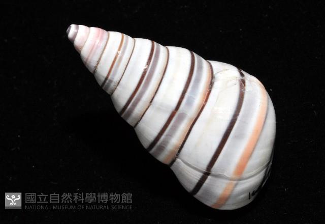 彩虹蝸牛藏品圖，第9張