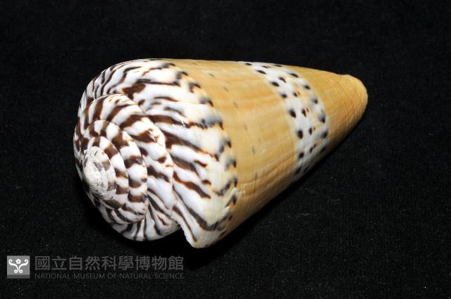 鼬鼠芋螺藏品圖，第9張
