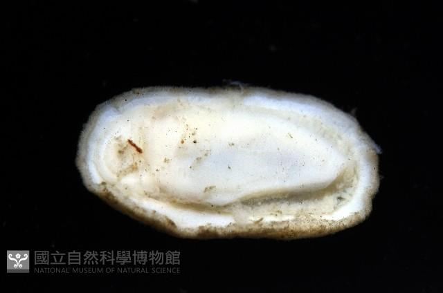 未知種深海石鱉藏品圖，第9張